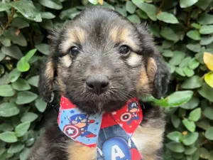 Cachorro raça SRD-ViraLata idade Abaixo de 2 meses nome Benny