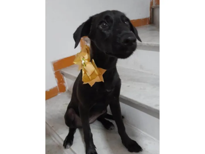 Cachorro ra a SRD-ViraLata idade 2 a 6 meses nome Ruby