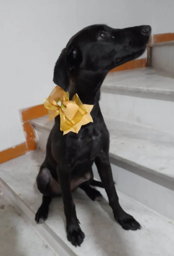 Cachorro ra a SRD-ViraLata idade 2 a 6 meses nome Ruby