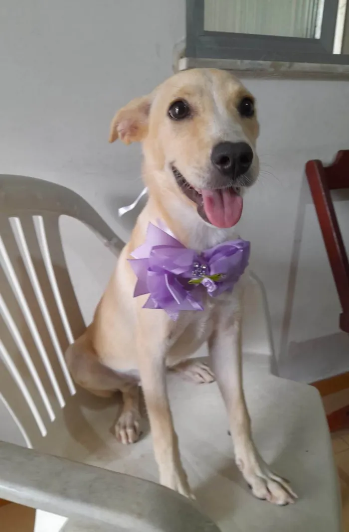 Cachorro ra a SRD-ViraLata idade 7 a 11 meses nome Clarinha