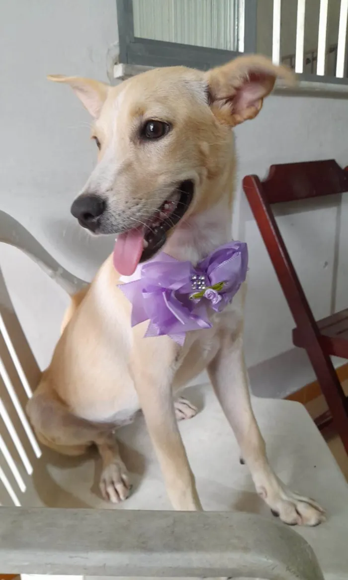 Cachorro ra a SRD-ViraLata idade 7 a 11 meses nome Clarinha