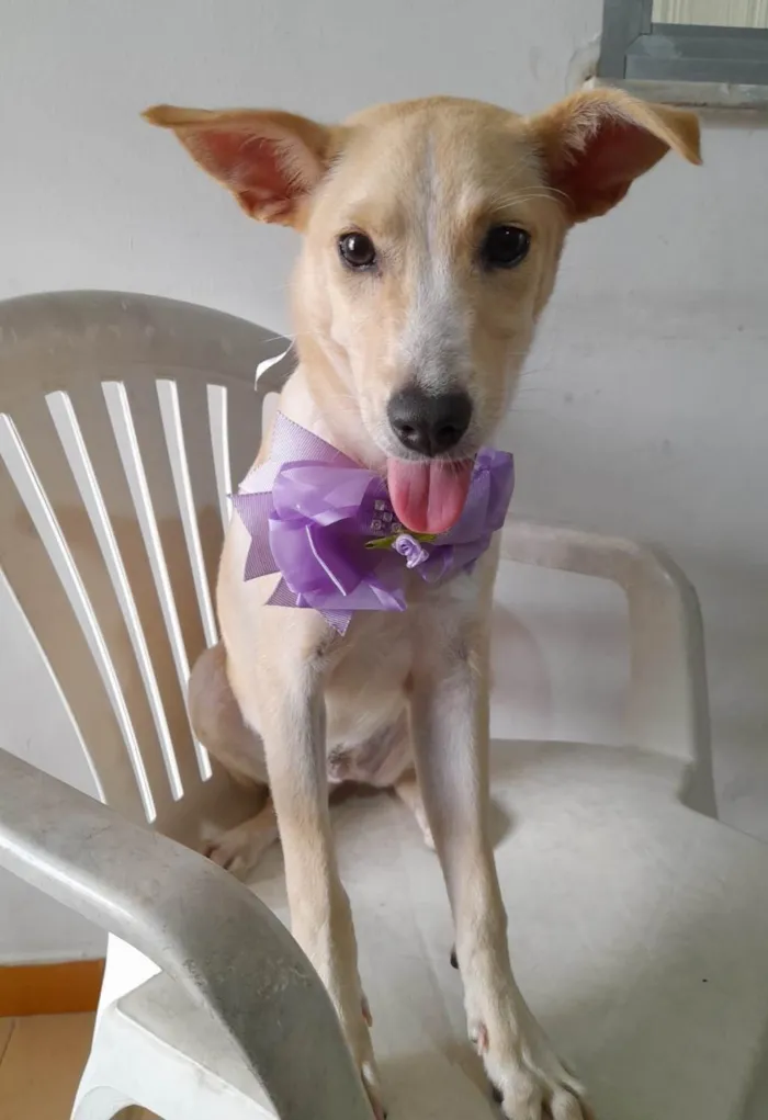 Cachorro ra a SRD-ViraLata idade 7 a 11 meses nome Clarinha