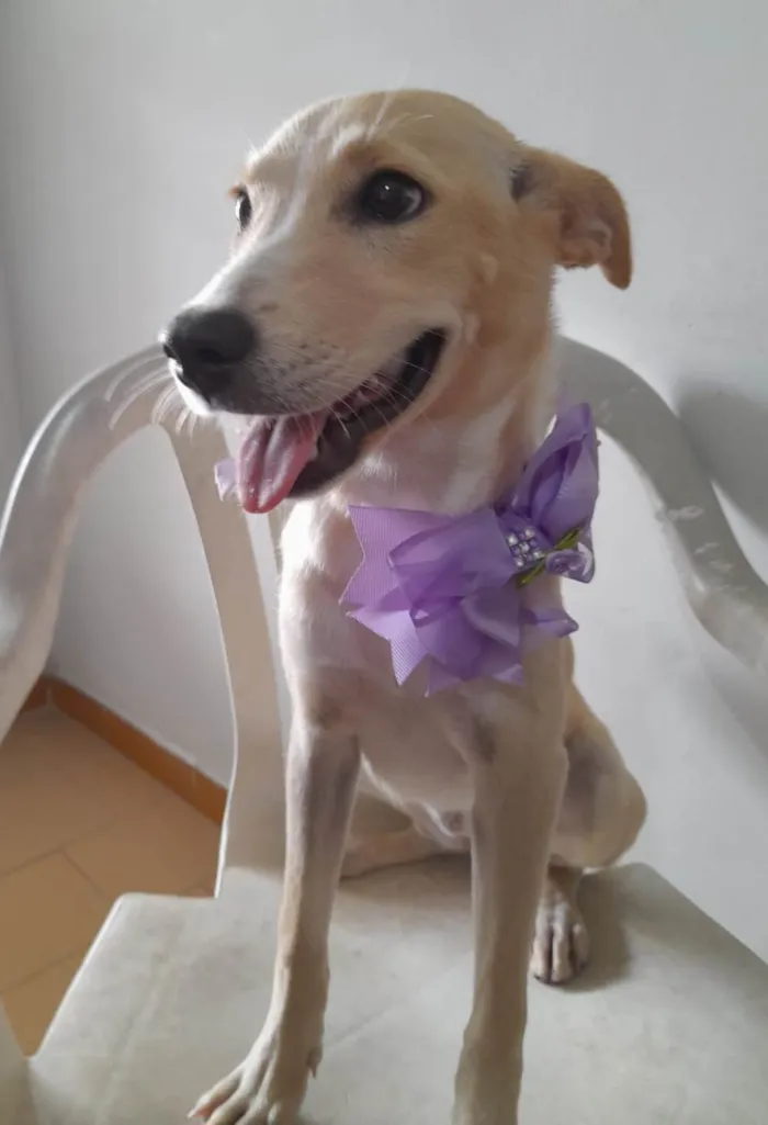 Cachorro ra a SRD-ViraLata idade 7 a 11 meses nome Clarinha