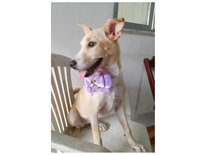 Cachorro ra a SRD-ViraLata idade 7 a 11 meses nome Clarinha