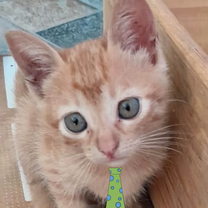 Gato ra a Mestico  idade 2 a 6 meses nome Toquinho 