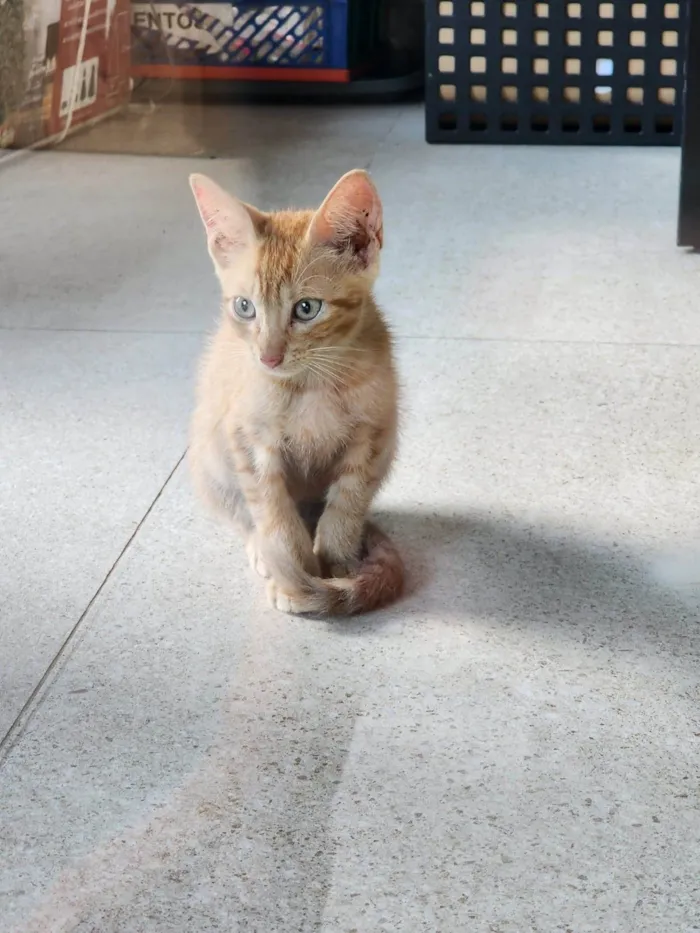 Gato ra a SRD-ViraLata idade 2 a 6 meses nome Adoção conjunta