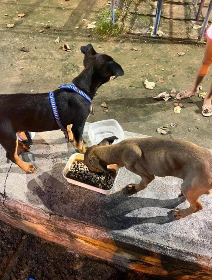 Cachorro ra a SRD idade 2 a 6 meses nome Caramela