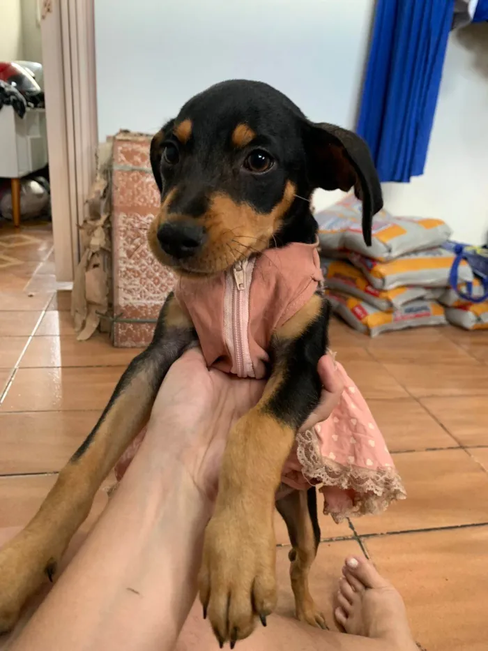 Cachorro ra a SRD idade 2 a 6 meses nome Tereza Valentina 