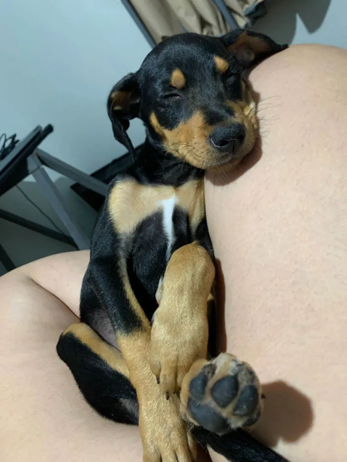 Cachorro ra a SRD idade 2 a 6 meses nome Tereza Valentina 