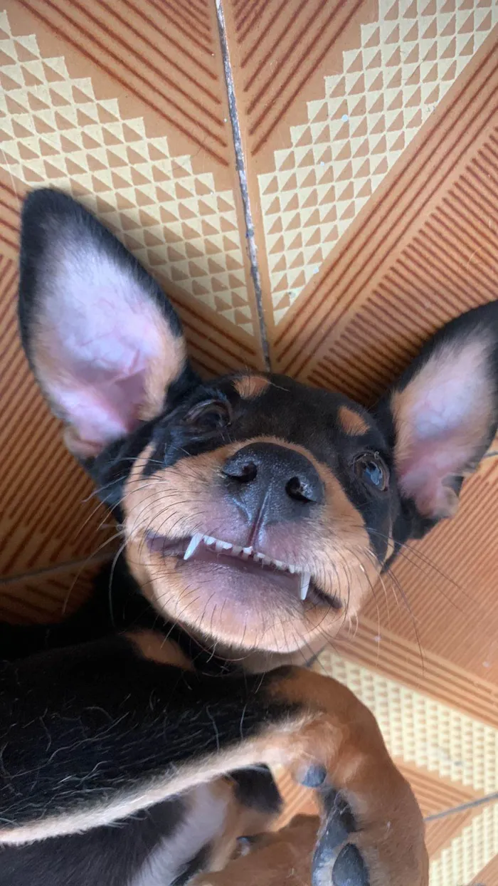 Cachorro ra a SRD idade 2 a 6 meses nome Tereza Valentina 