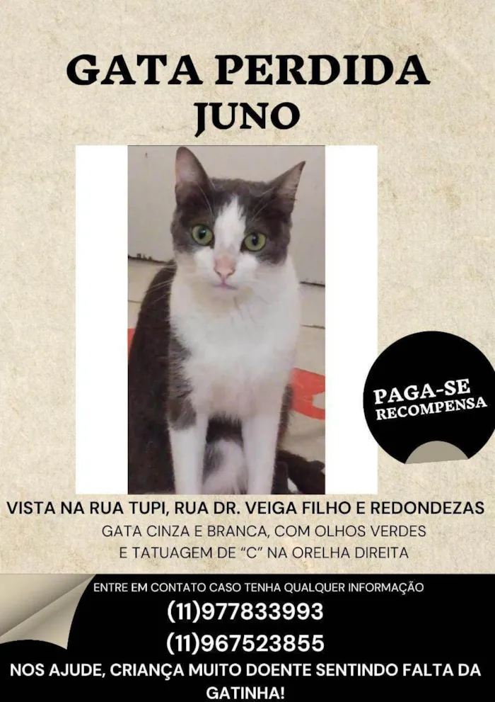 Gato ra a SRD idade 5 anos nome Juno
