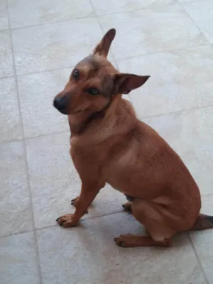 Cachorro raça SRD-ViraLata idade 2 anos nome Thor 