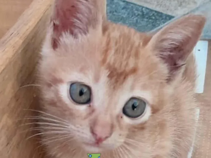 Gato ra a Mestico  idade 2 a 6 meses nome Toquinho 