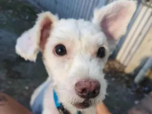 Cachorro raça Poodle com Ilhasa Apso  idade 1 ano nome Floquinho 