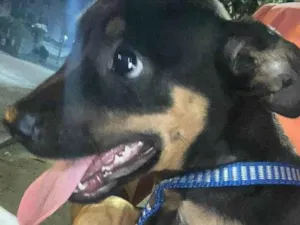 Cachorro raça SRD idade 2 a 6 meses nome Black