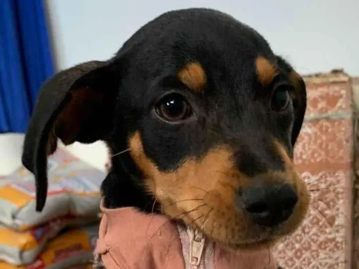 Cachorro ra a SRD idade 2 a 6 meses nome Tereza Valentina 