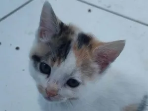Gato raça SRD-ViraLata idade 2 a 6 meses nome FILHOTES :)
