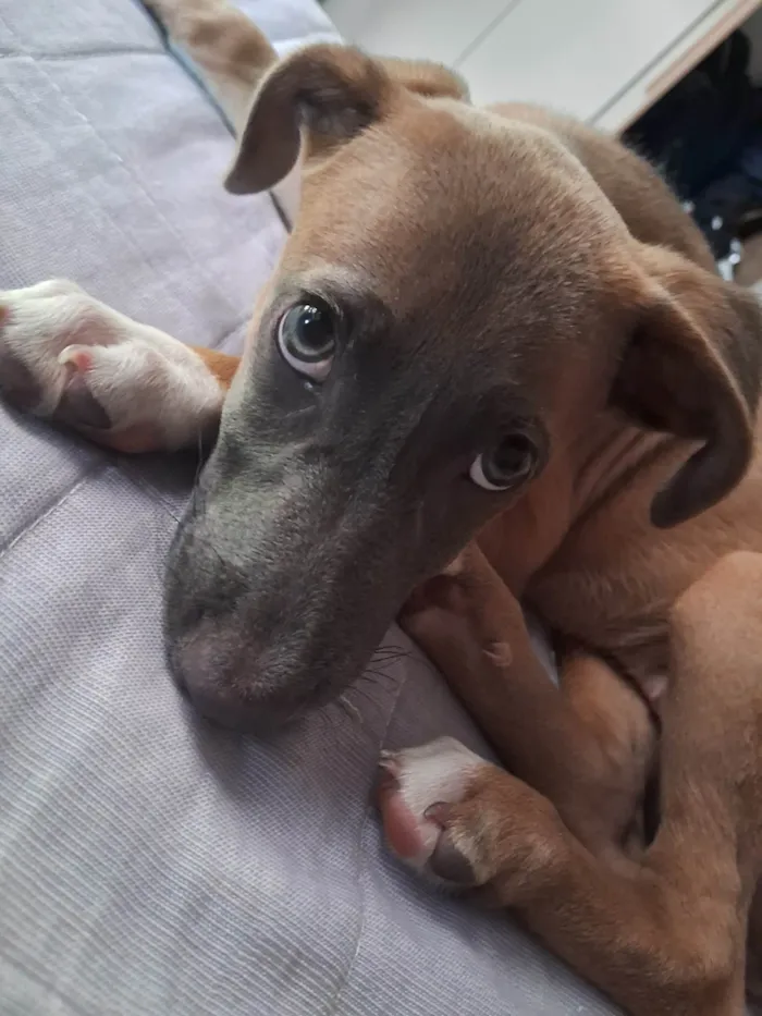 Cachorro ra a SRD-ViraLata idade 2 a 6 meses nome Mel