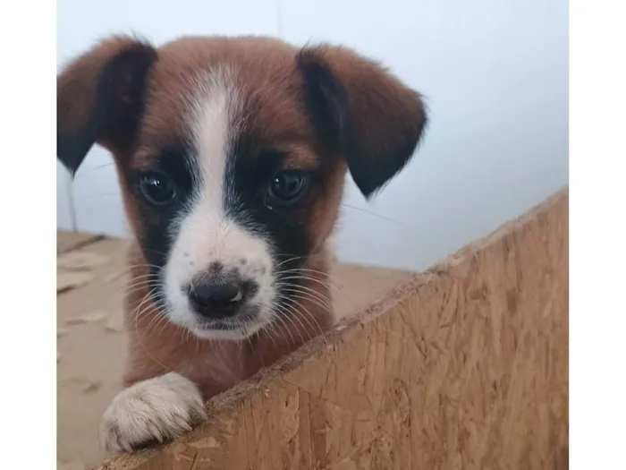 Cachorro ra a Vira lata  idade Abaixo de 2 meses nome Sem nome 