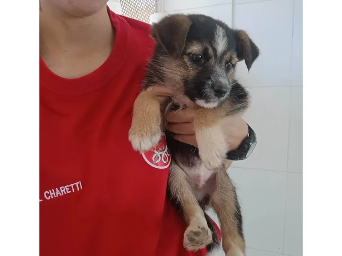 Cachorro ra a Vira lata  idade Abaixo de 2 meses nome Sem nome 