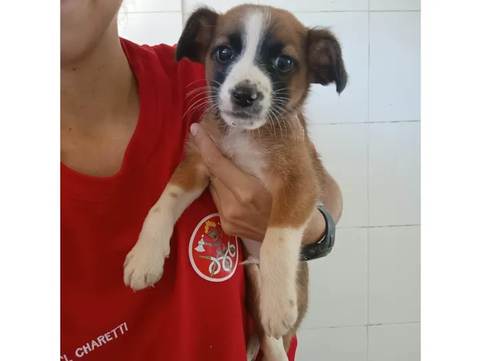 Cachorro ra a Vira lata  idade Abaixo de 2 meses nome Sem nome 