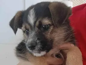 Cachorro raça Vira lata  idade Abaixo de 2 meses nome Sem nome 