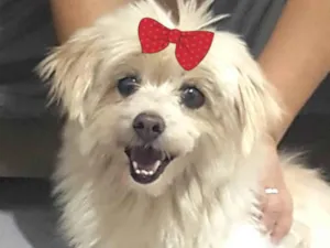 Cachorro raça Mestica  idade 7 a 11 meses nome Cristal 