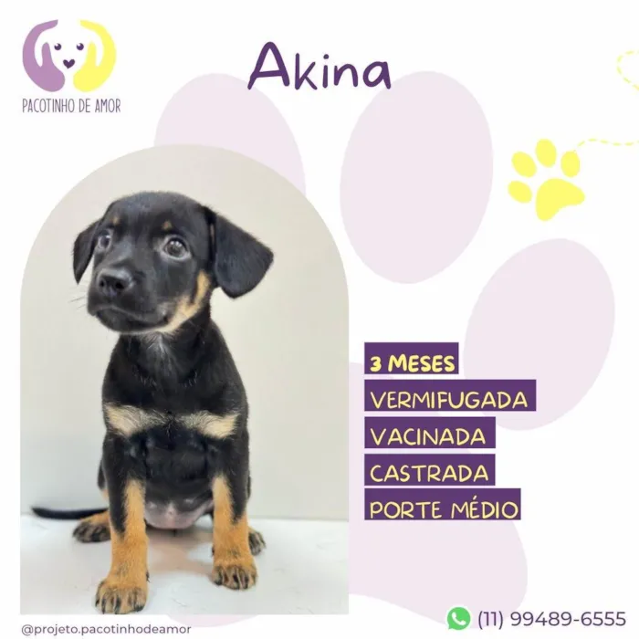 Cachorro ra a SRD-ViraLata idade 2 a 6 meses nome Akina 