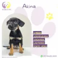 Akina