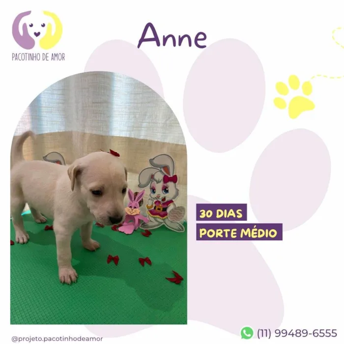 Cachorro ra a SRD-ViraLata idade 2 a 6 meses nome Anne