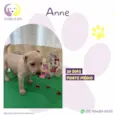 Anne