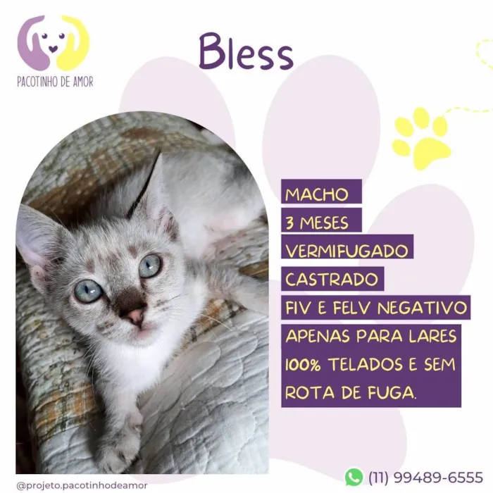 Gato ra a SRD-ViraLata idade 2 a 6 meses nome Bless 