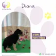 Diana