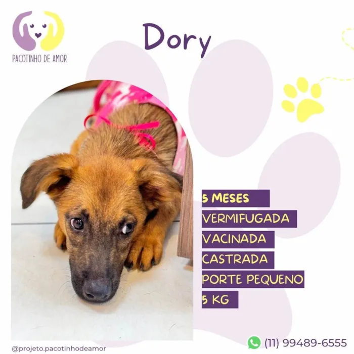 Cachorro ra a SRD-ViraLata idade 2 a 6 meses nome Dory
