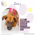 Dory