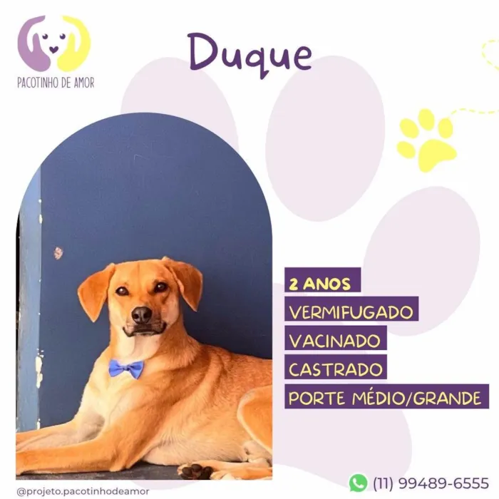 Cachorro ra a SRD-ViraLata idade 2 anos nome Duque2