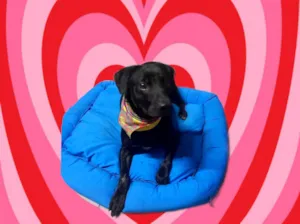 Cachorro raça SRD-ViraLata idade 1 ano nome Samuka lindo 