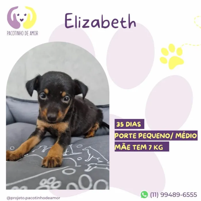 Cachorro ra a SRD-ViraLata idade Abaixo de 2 meses nome Elizabeth