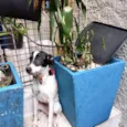 Snoopy 10meses