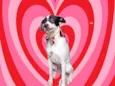 Snoopy 10meses
