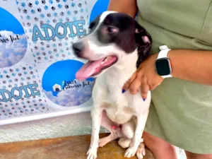 Cachorro raça SRD-ViraLata idade 7 a 11 meses nome Snoopy 10meses 
