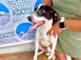 Snoopy 10meses