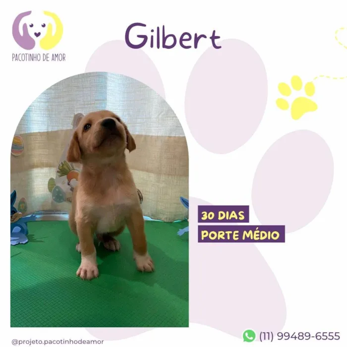 Cachorro ra a SRD-ViraLata idade Abaixo de 2 meses nome Gilbert