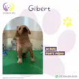 Gilbert