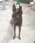 Mel 7meses porte Pequeno