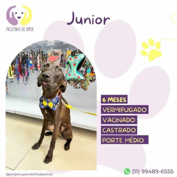 Cachorro ra a SRD-ViraLata idade 2 a 6 meses nome Junior