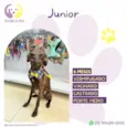 Junior