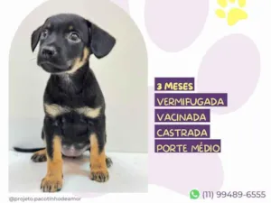 Cachorro raça SRD-ViraLata idade 2 a 6 meses nome Akina 