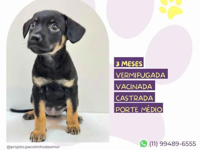 Cachorro ra a SRD-ViraLata idade 2 a 6 meses nome Akina 