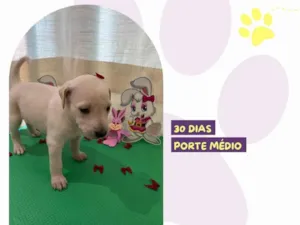 Cachorro raça SRD-ViraLata idade 2 a 6 meses nome Anne